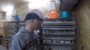 Краткий обзор мини-фермы «Саратовский перепелЪ»