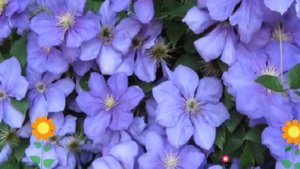 Клематис гибридный General Sikorski. Краткий обзор, описание характеристик, где купить саженцы