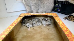 Съест кошка хомяка или они подружатся?