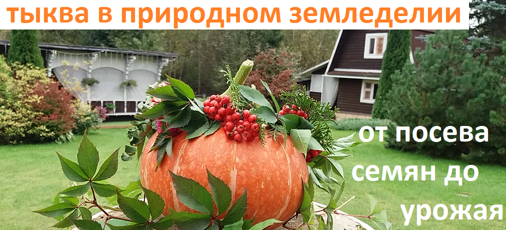 Тыква от А до Я в природном земледелии.