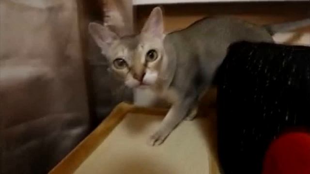 Адаптация взрослой кошки в новом доме. Как помочь кошке быстрее привыкнуть к новому дому? смотреть онлайн