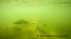 Fishing: trout attack spinner underwater. Рыбалка форель атакует блесну вертушку под водой.