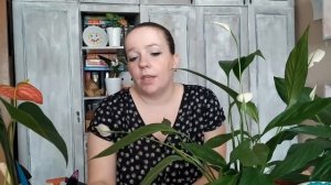 Спатифиллум (женское счастье) - уход в домашних условиях, пересадка, болезни.