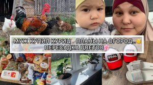 МУЖ ТАДЖИК КУПИЛ КУРИЦ‼️БУДЕМ РАЗВОДИТЬ ХОЗЯЙСТВО В ДЕРЕВНЕПЛАНЫ НА ОГОРОД..ПЕРЕСАДИЛА ЦВЕТЫ