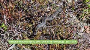 Гадюка обыкновенная