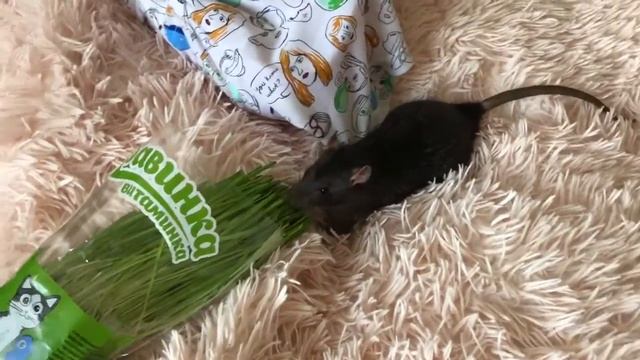 Какую зелень можно крысам? ? смотреть онлайн