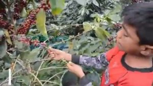 NIÑO CANTA HERMOSA CANCION MIENTRAS CORTA CAFE EN HONDURAS