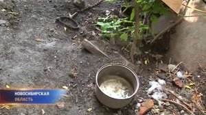 Спасли собаку