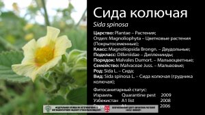 Сида колючая (Sida spinosa)