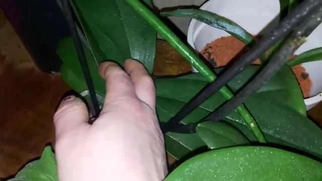 пришли лампы для рассады ?готовится к весне смотреть онлайн