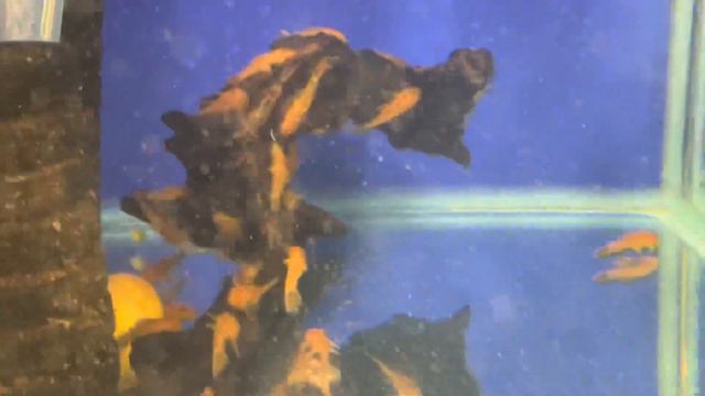 АрованАква Анциструс Ред смотреть онлайн