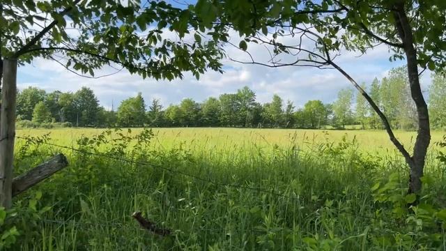 First Summer Breath | Long Light, Friendship & Strawberry Tea (New York, USA) E5 смотреть онлайн