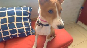 БАСЕНДЖИ СМАРТ  ЗАЩИЩЁН  ОТ БЛОХ И КЛЕЩЕЙ