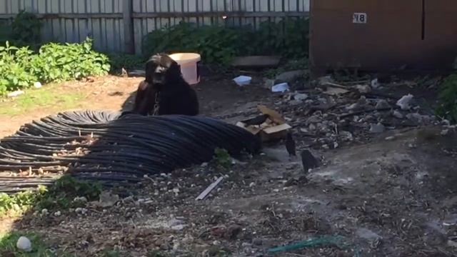 Скворцы едят из собачьей миски смотреть онлайн