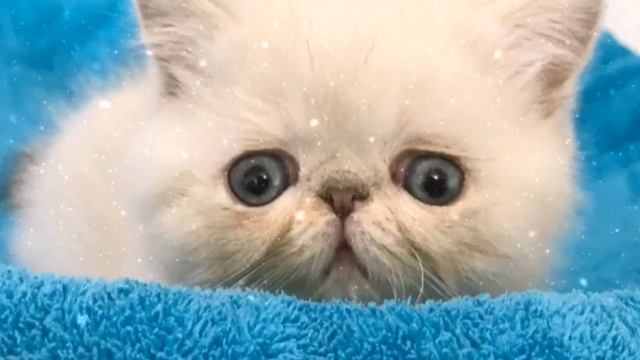 Фелинология/Экзотическая короткошерстная кошка/Все о породе