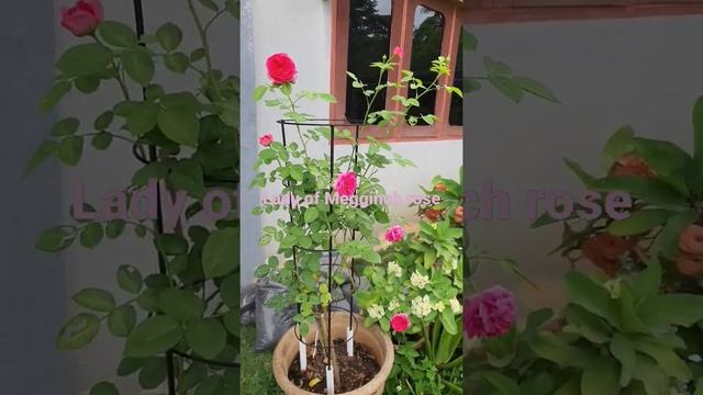 Lady of Megginch rose смотреть онлайн