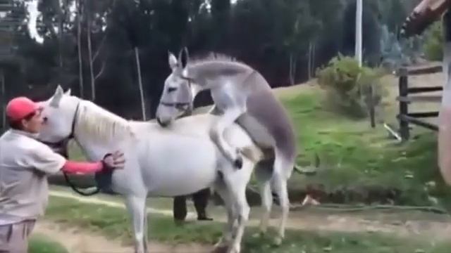 Boy Fucks Donkey