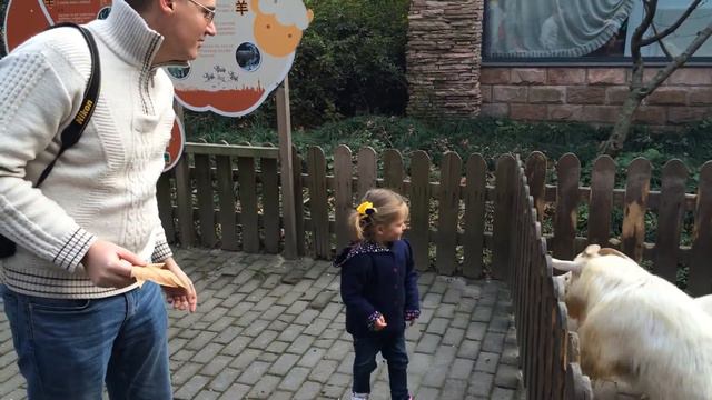 Шанхай декабрь 2016 Зоопарк Второй раз, козочки смотреть онлайн