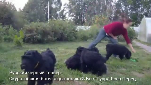 2,5 месяца, наши 'Перчинки', щенки рчт смотреть онлайн