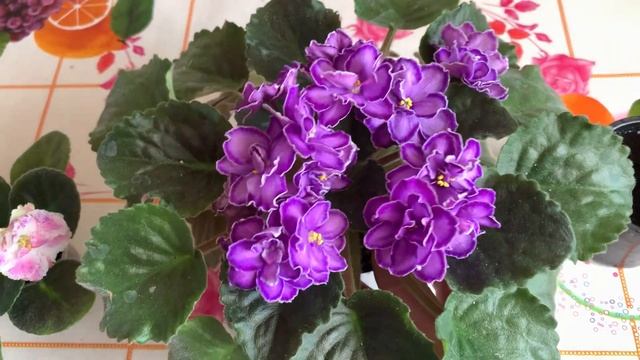 МОЖНО ИЛИ НЕЛЬЗЯ!! Пересадка ЦВЕТУЩИЙ Фиалки смотреть онлайн