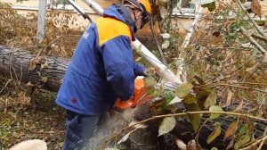 Порядка 10 адресных заявок по распиловке деревьев отработали пожарные и спасатели в Комсомольске-на-