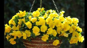 Most beautiful flowers for Hanging Basket #hanginflower #flower