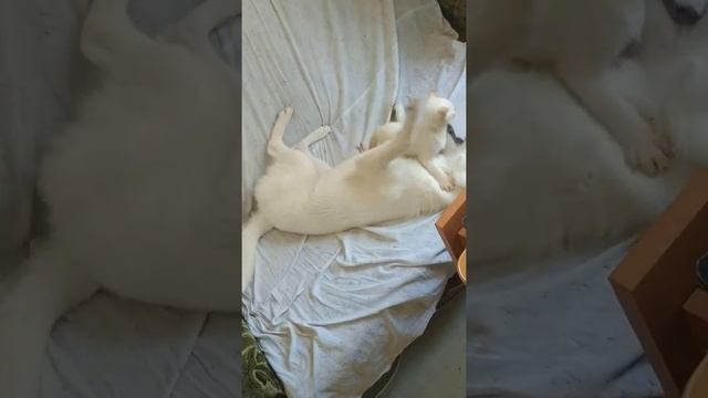 Как дерутся собак и кот смотреть онлайн