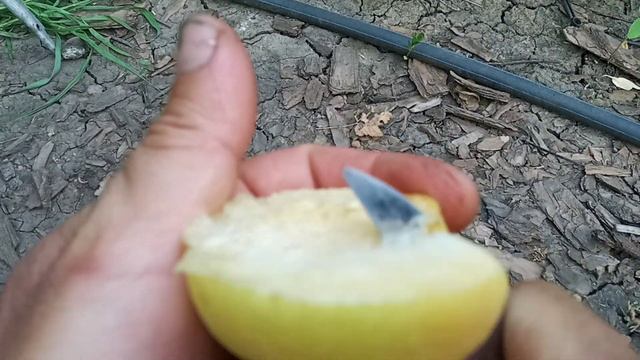 Сорт абрикоса NJA - 19 Вкуснейший сорт смотреть онлайн