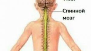 СПИННОЙ МОЗГ (энциклопедия чемпионнов)