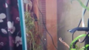 Отоцинклюсы. О содержании и уходе.