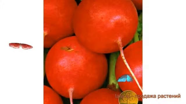 Редис обыкновенный Меркадо (merkado) ? редис Меркадо обзор: как сажать семена редиса Меркадо смотреть онлайн