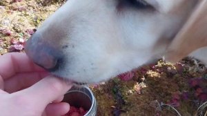 Дом у Восточно-Сибирского моря