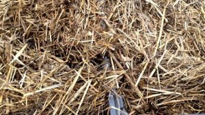 Как правильно прорастить и посадить картофель /ведро с куста