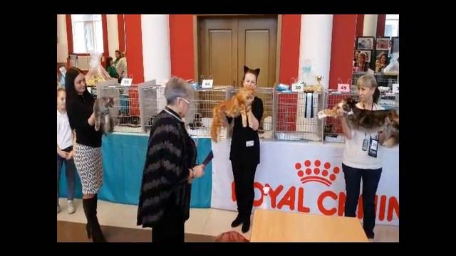 Maine coon show Biser Penza 05 03 16 смотреть онлайн