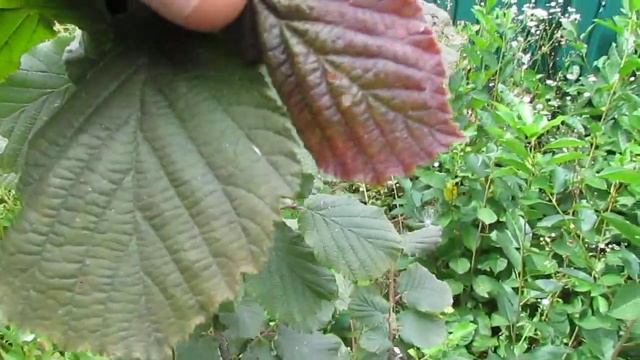 Фундук Варшавский Красный первый год после посадки/Hazelnut Warsaw Red first year of planting смотреть онлайн
