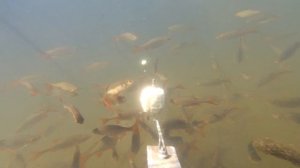 ТЕХНОПЛАНКТОН! Реакция рыбы Подводная съемка.Растворение технопланктона