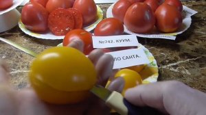 Томат Джало Санта - один из самых сладких томатов! №572. Дегустация.