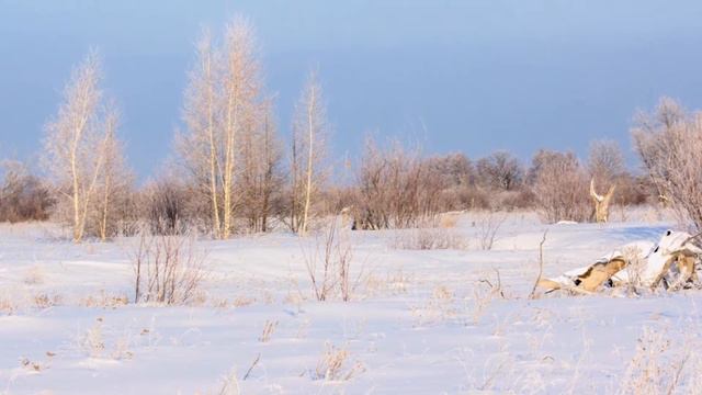 Мне тишина расскажет о себе  Анатолий Степанов  Монтаж Екатерина Демидова