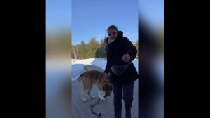 Трюк «Зайка» на не обученной собаке.Урок 1.С Вами кинолог Наталья Севостьянова