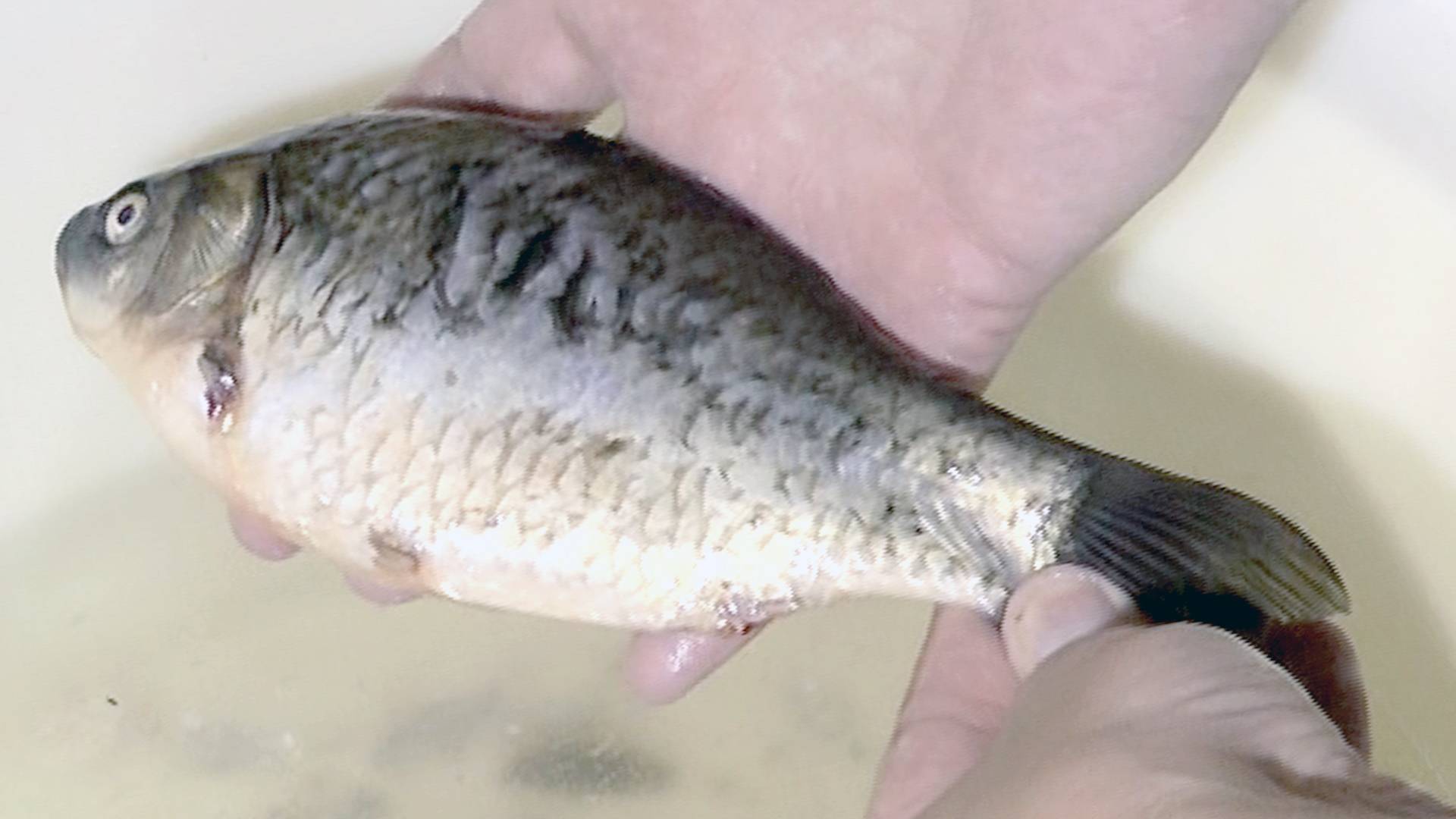 Как быстро и аккуратно почистить разную рыбу. Часть 4.