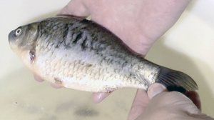 Как быстро и аккуратно почистить разную рыбу. Часть 4.