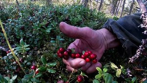 Поиски брусники. Сбор ягод.