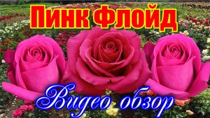 Обзор розы Пинк Флойд (Чайно гибридная) - Pink Floyd ( Schreurs BV Нидерланды 2004 )