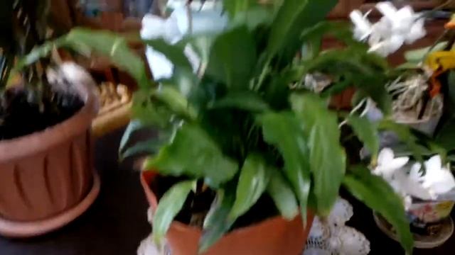 Уход и размножение комнатных цветов.Спатифиллюм.Этот цветок не требует особого ухода.Очень красивый смотреть онлайн