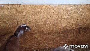 Продажа коз ,козлят Англо- нубийской породы