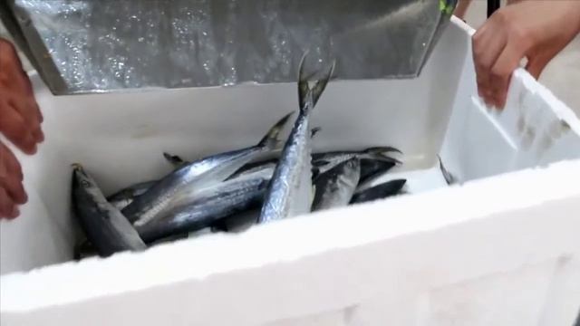 Дефростер водяной или машина активной мойка рыбы