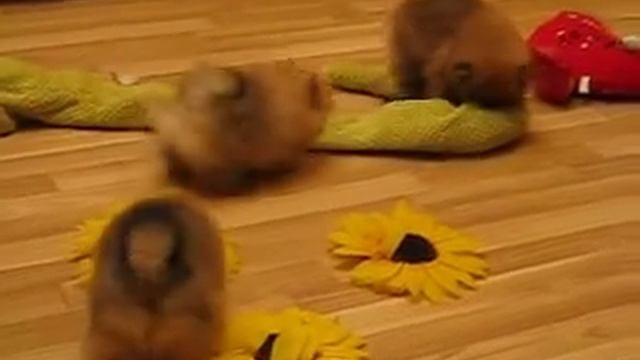 Щенки шпица 28.09.15г. смотреть онлайн