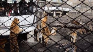 Харбин. Кормление тигров