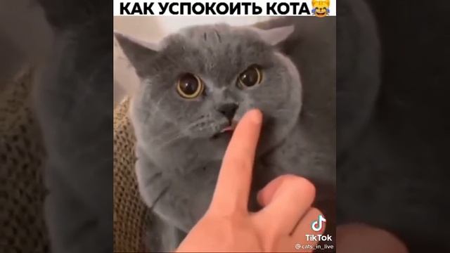 КАК УСПОКОИТЬ КОТА?!