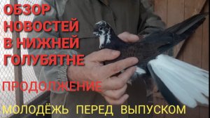 Обзор новостей в нижней голубятне. Продолжение. Николаеские голуби. Молодёжь перед выпуском.